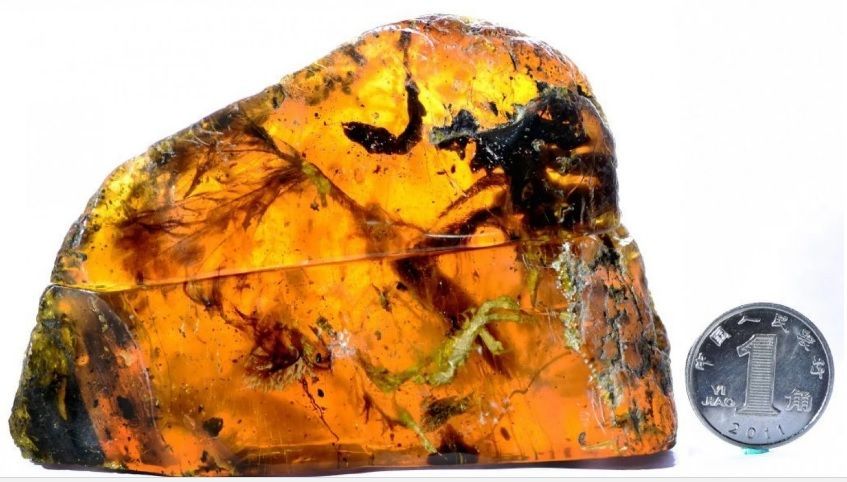 緬甸發現史前鳥類琥珀化石