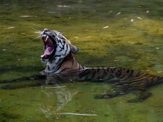 英國動物園管理員遭老虎攻擊喪命