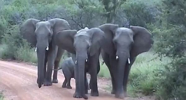 南非象群衝向遊客