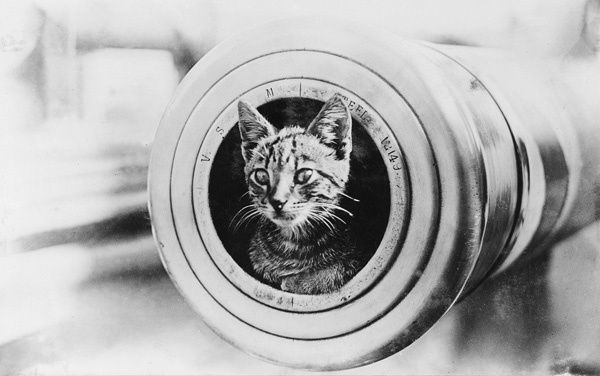 第一次世界大戰中的貓