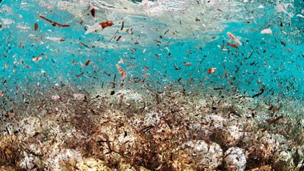 研究發現有史以來海底最高濃度的微塑料
