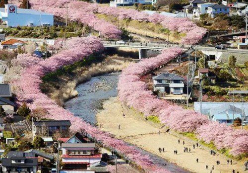 日本小鎮8000棵櫻花同時綻放