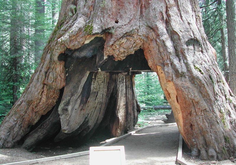加州風暴太猛！紅杉公園著名巨樹被擊倒(高清組圖)