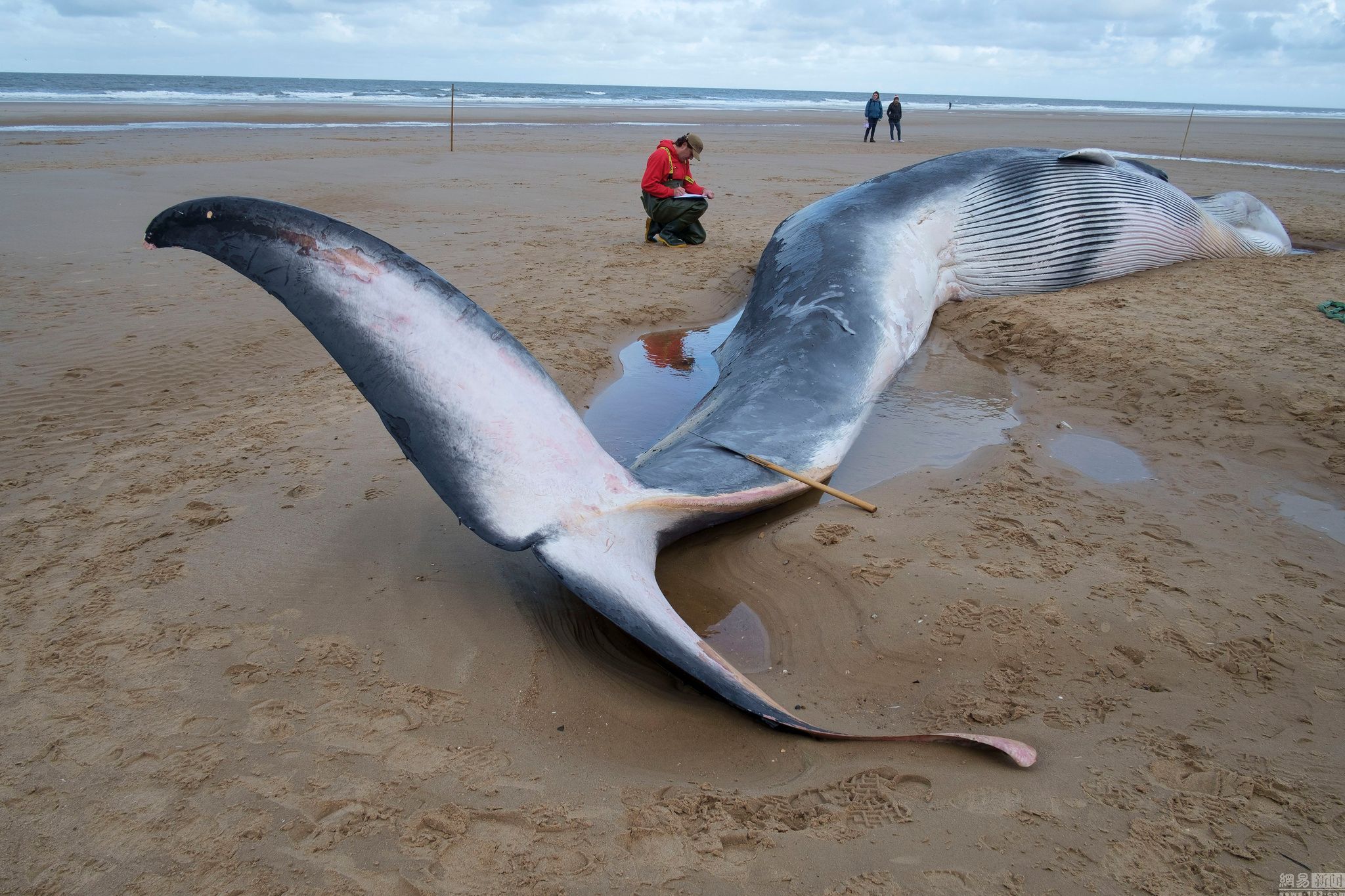 英國海灘鯨魚擱淺致死數目龐大 或因軍事活動(組圖)