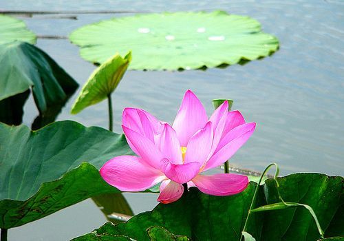 从乞丐到芝加哥的富翁(图)