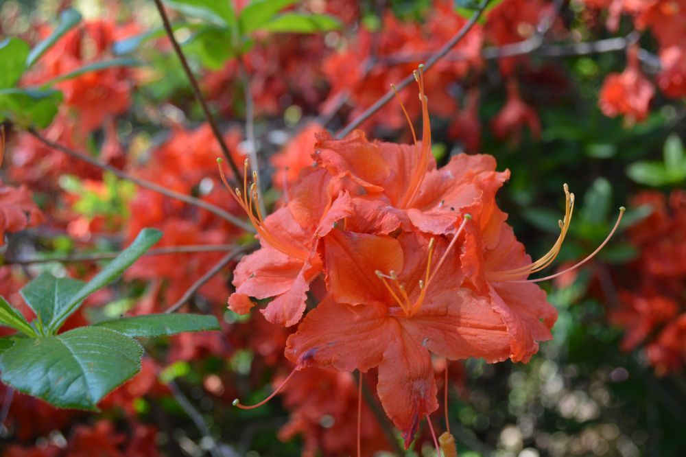 墨爾本的初夏，杜鵑花開