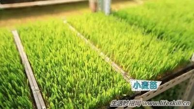 用紙在陽台上種菜(組圖)