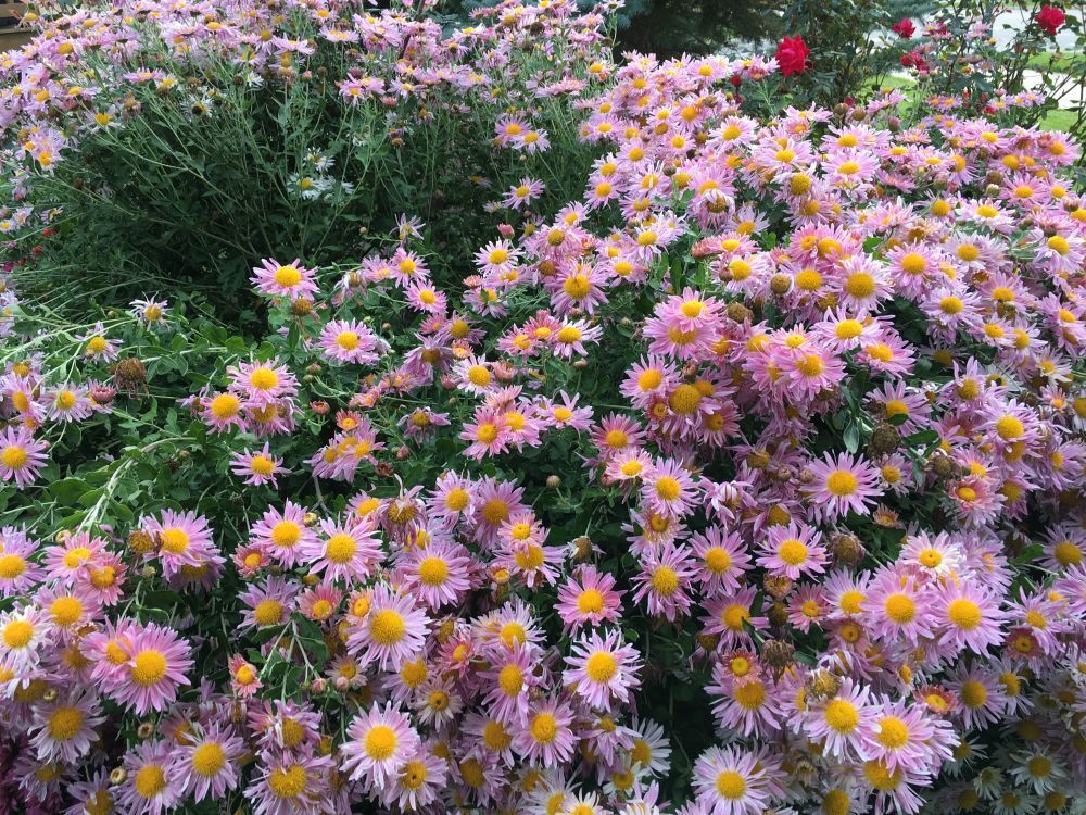 菊亮秋園