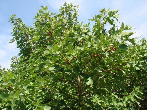 堪比冬蟲夏草的「樹」，太神奇，快去找