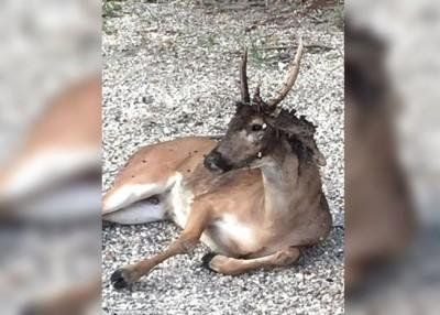 美國佛羅里達州驚現一群「喪屍鹿」(組圖)