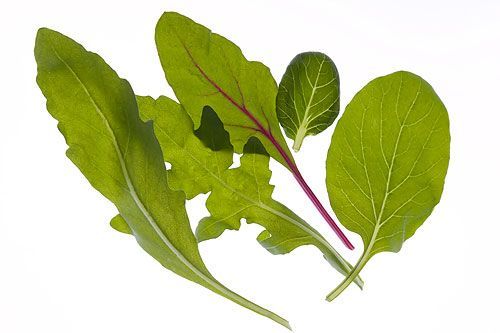 7種常見蔬菜沒煮熟千萬別吃(圖)
