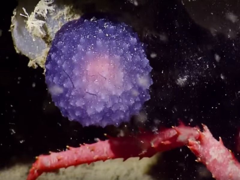 加州深海發現神秘紫色浮游物