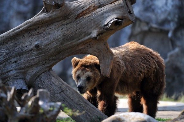 裝死沒用 華裔女游美公園被熊咬傷