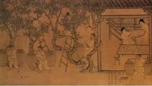 桑树的名字竟然是这样来的 (图）