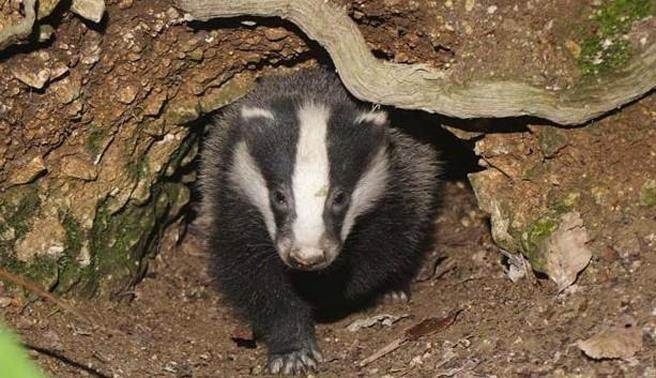 滅絕近半世紀的動物 竟在古墓里發現！