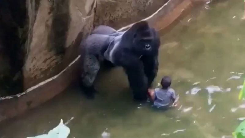 辛辛那提動物園1隻大猩猩被射殺惹爭議