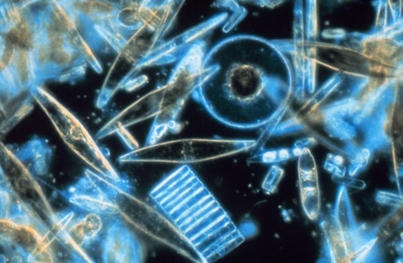 微小的海洋生物 重大的生態維護