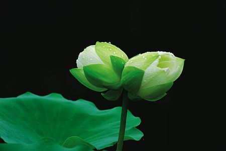谈情说爱宜浅浅（图）