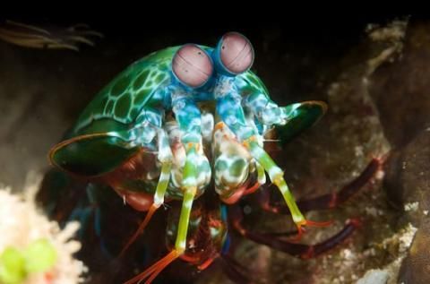 印尼珊瑚礁奇妙的海底生物(組圖)