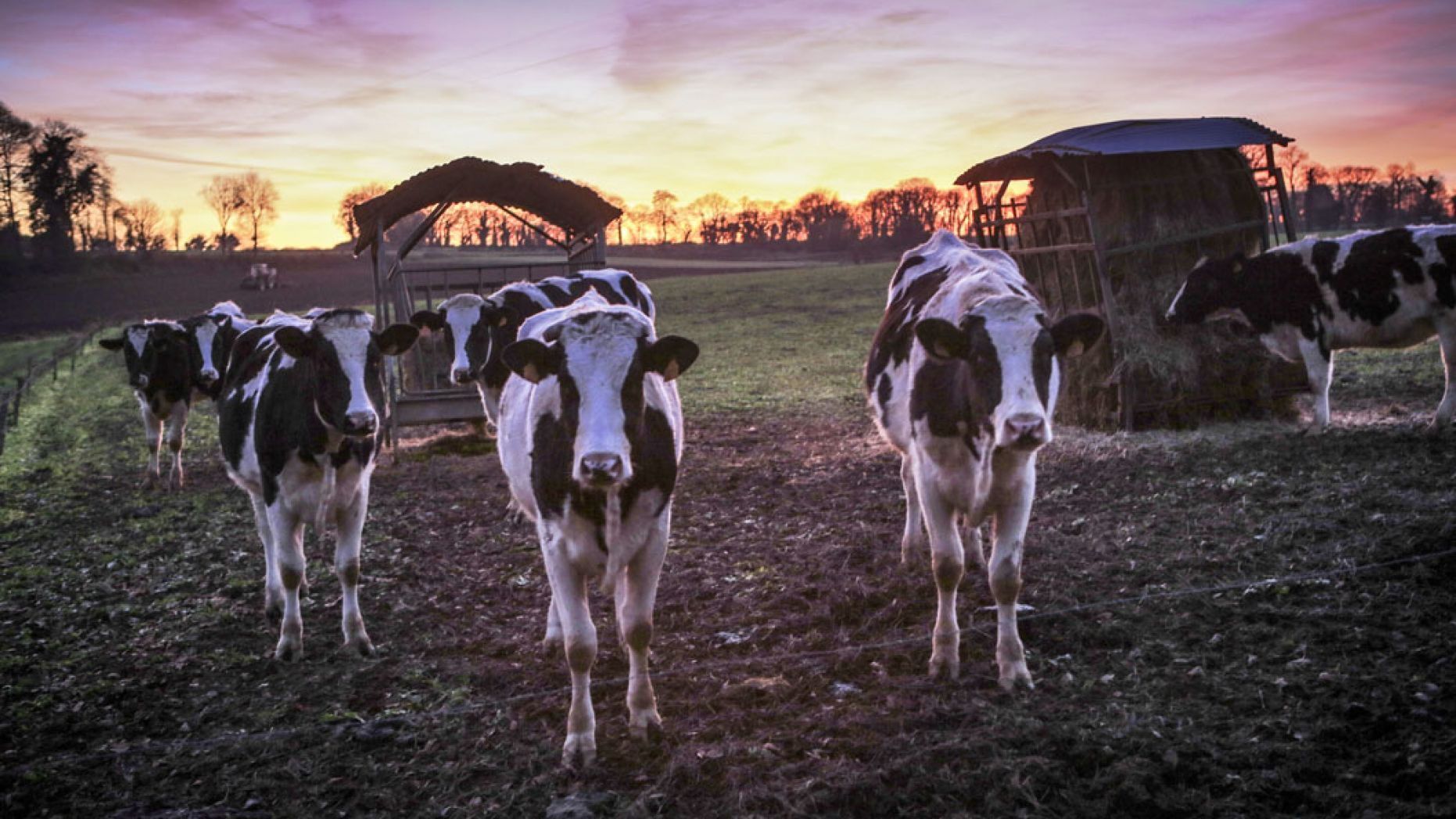 新研究發現乳牛群可彼此交流