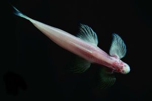 穴魚能游又能走