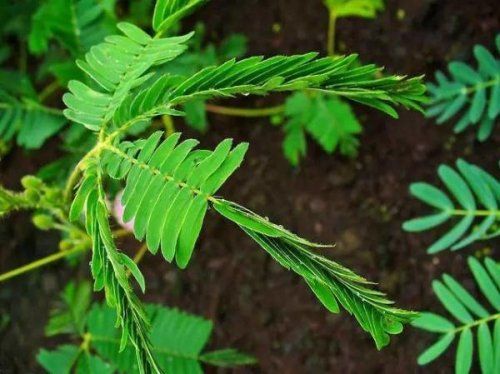 生物學家親眼見證：植物也有記憶(圖)