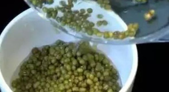 綠豆煮開花只需2分鐘(組圖)