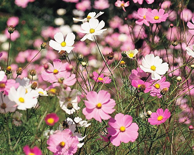 春城無處不飛花(图)