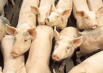 【視頻】瘦肉精中毒事件在中國時有發生