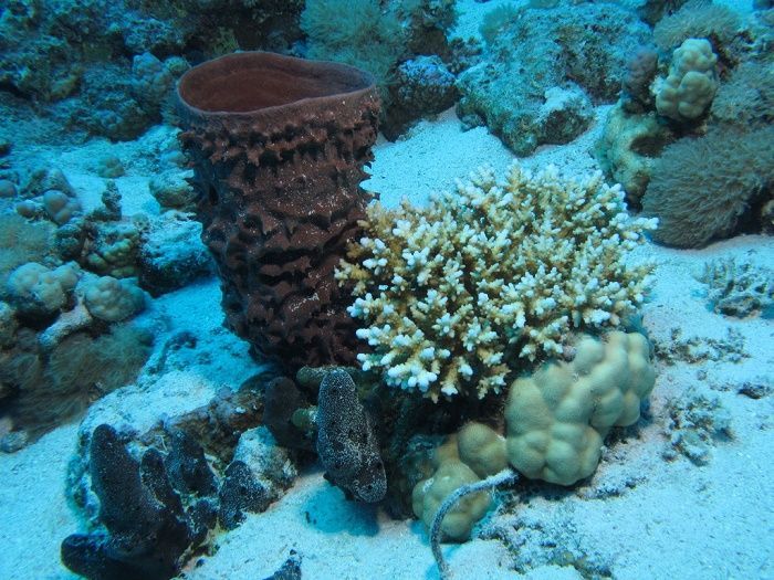 世界上最原始的生物物種是海綿生物