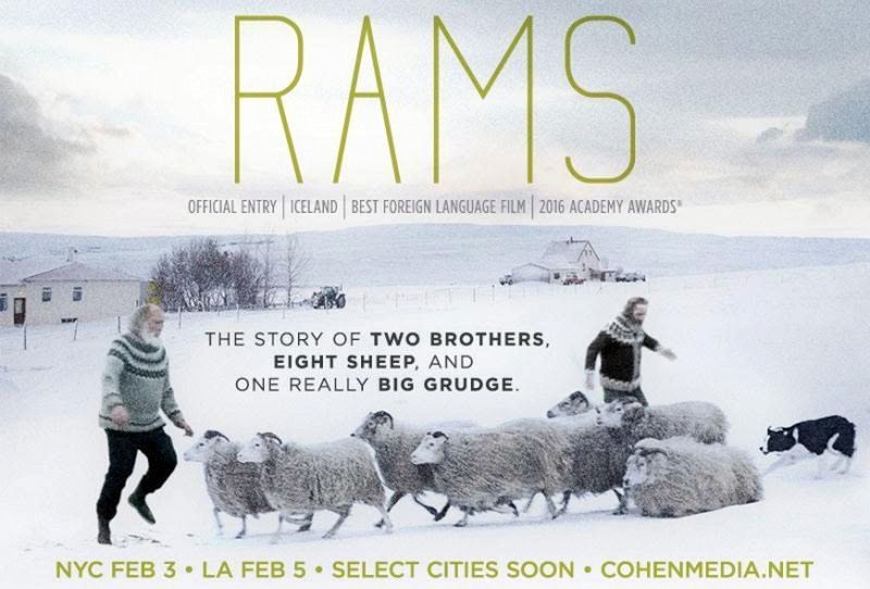 【影评】《同根不相煎》（Rams）
