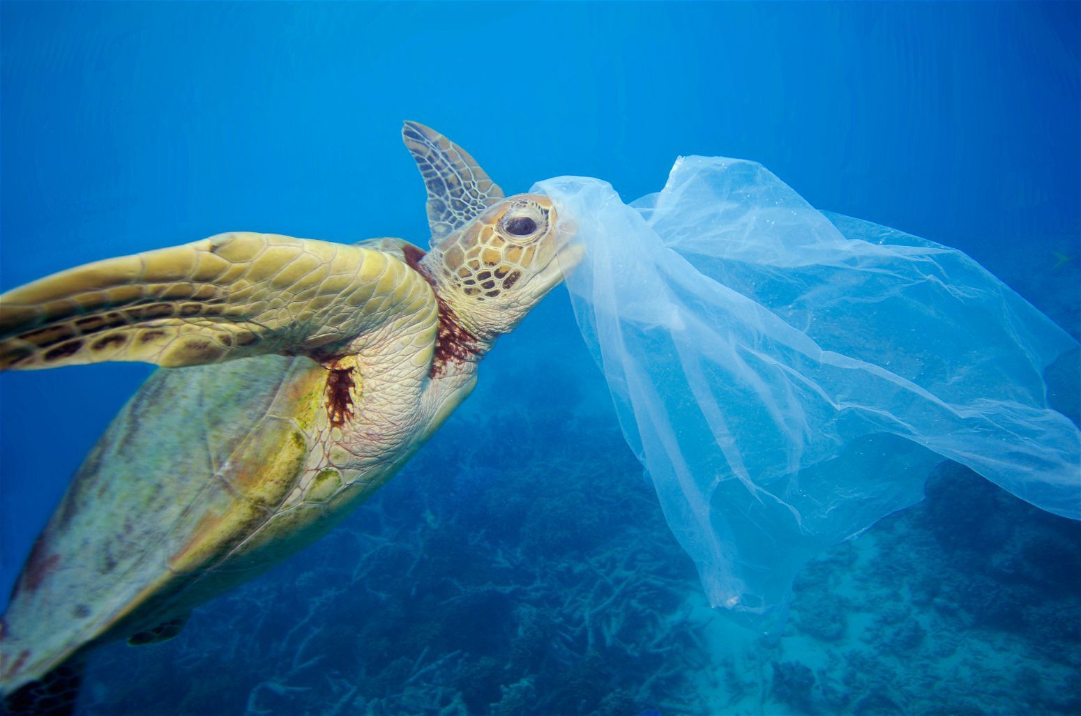 綠色和平：漁夫該為海洋塑料垃圾負責