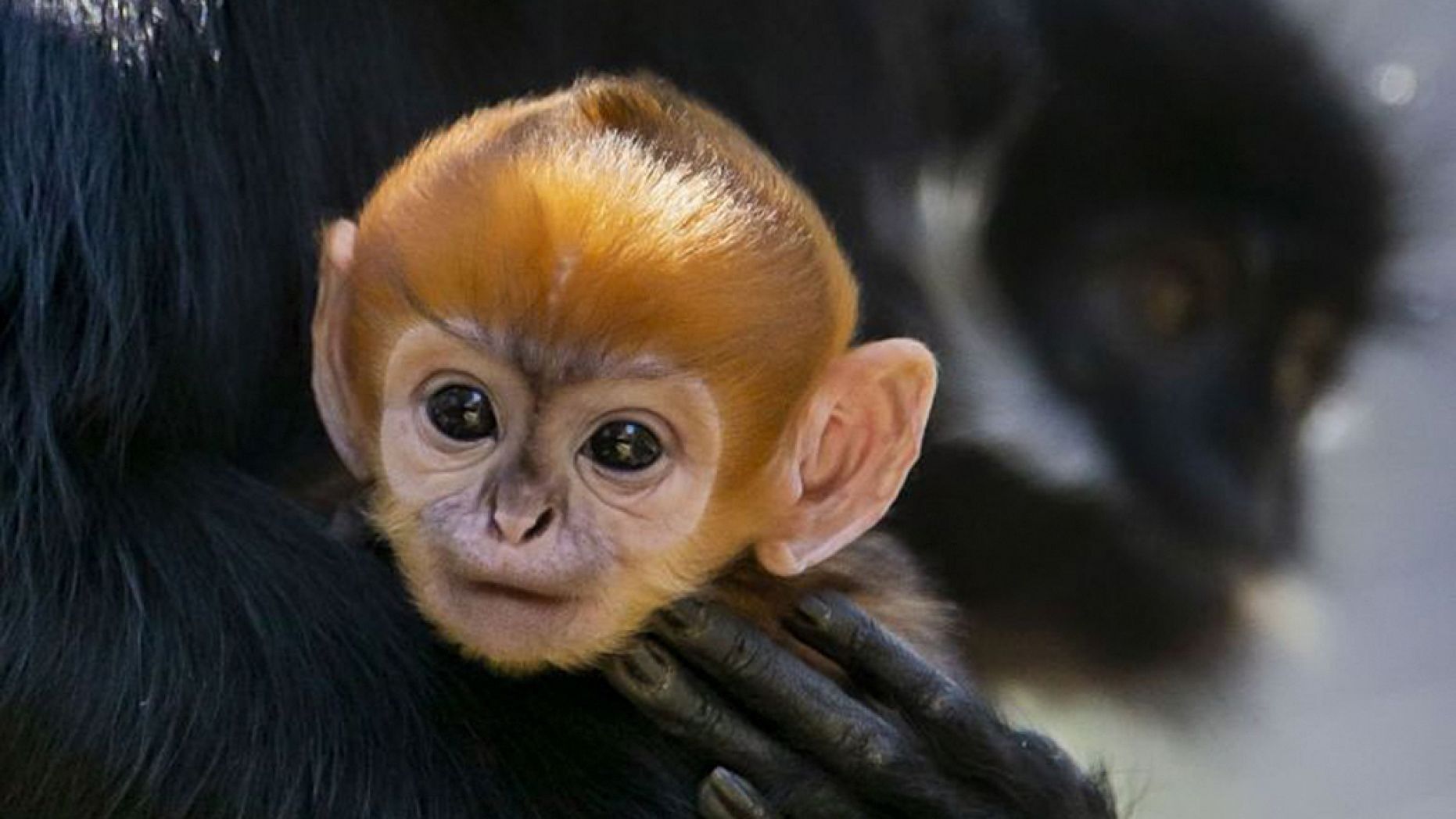 澳洲動物園出生稀有「美猴王」