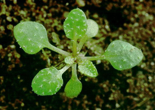 植物也有感官！科學發現植物能感知到自己被吃
