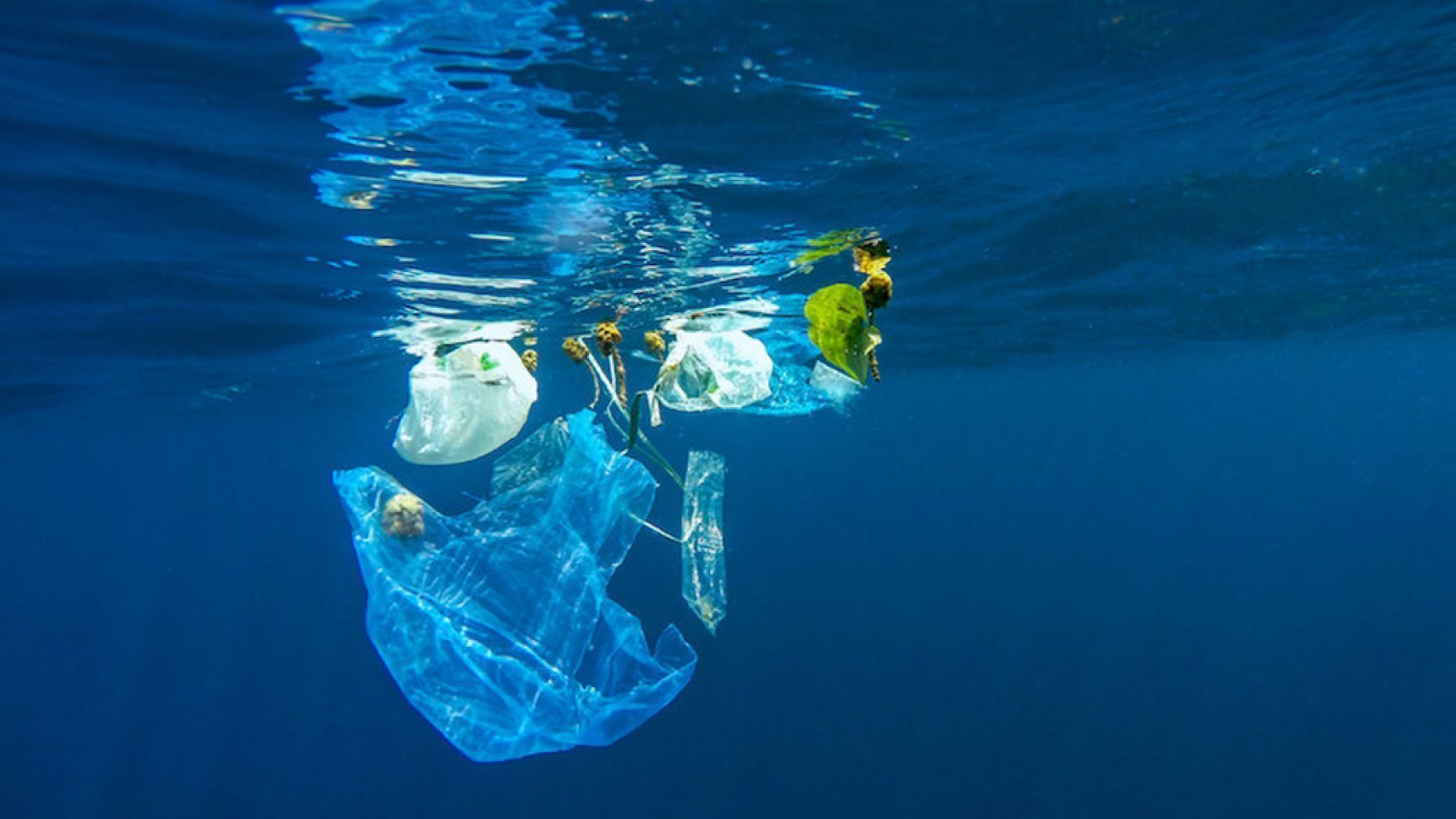 2.5兆美元的呼吸問題？ 海洋塑料危害供氧