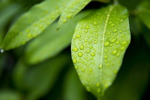 能源救星“人工樹葉”將改善全球暖化(圖)