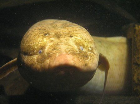 神奇！非洲肺魚可離水休眠數年(圖)
