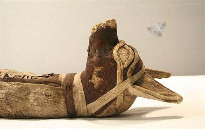 埃及發現犬面木乃伊(圖)