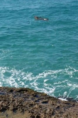 「少年鹿的奇幻漂流」墾丁三梅花鹿同日落難（組圖）